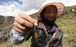 新鮮冬蟲(chóng)夏草上市時(shí)間