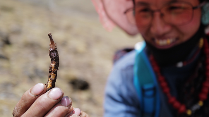 冬蟲(chóng)夏草是怎么形成的