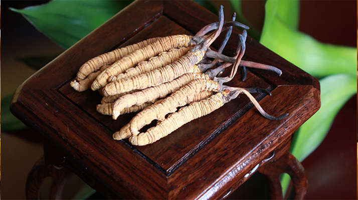 新鮮<a href=http://www.jiangnongst.com/jiage/ target=_blank class=infotextkey>冬蟲夏草的價(jià)格</a>一根