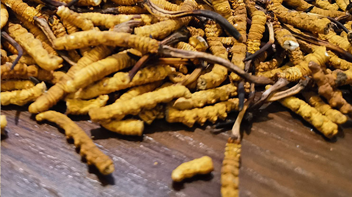 冬蟲夏草如何形成