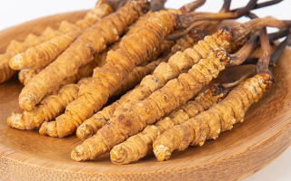 在西藏，冬蟲夏草真的觸手可得？