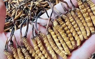 一克一根冬蟲(chóng)夏草的價(jià)格探秘