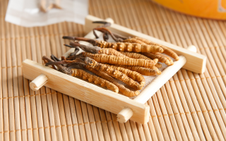 冬蟲夏草形成的必要條件：多要素精準(zhǔn)契合的自然奇跡