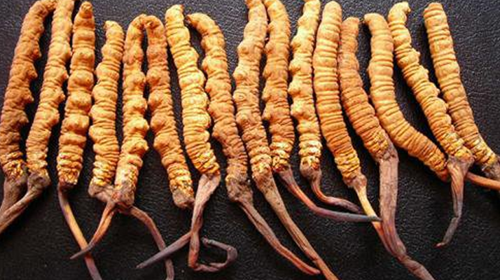 同仁堂<a href=http://www.jiangnongst.com/jiage/ target=_blank class=infotextkey>冬蟲夏草價格</a>解析：品質(zhì)、規(guī)格與市場的交織