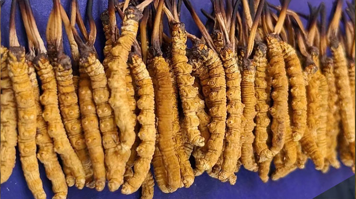 慧眼識真：西藏冬蟲夏草的辨別方法