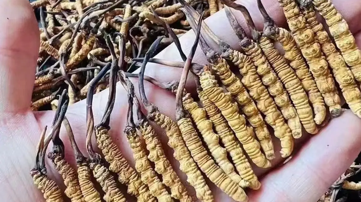 冬蟲(chóng)夏草一克多少錢(qián)？多因素影響下的價(jià)格剖析