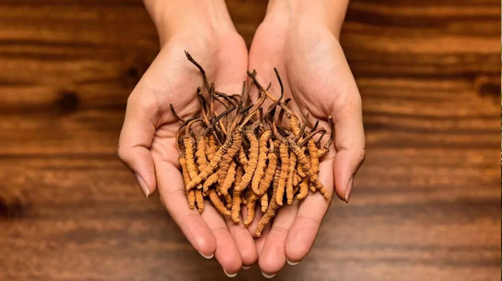 正宗新鮮<a href=http://www.jiangnongst.com/jiage/ target=_blank class=infotextkey>冬蟲夏草價格</a>解析