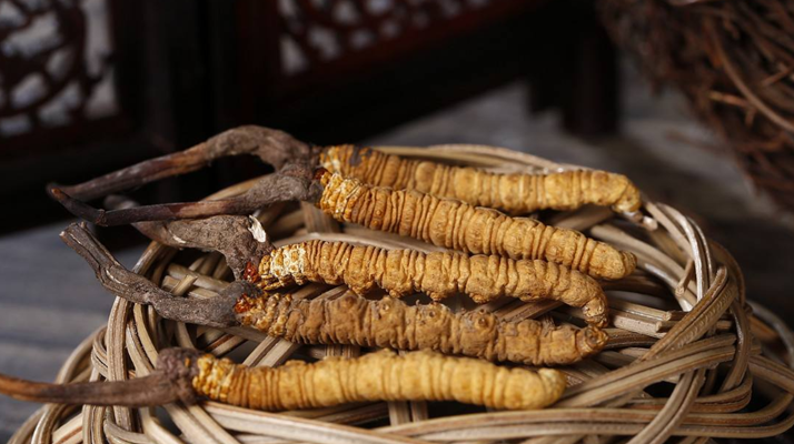 冬蟲夏草煲湯怎么煲好喝？營養(yǎng)與口感雙優(yōu)的實用指南