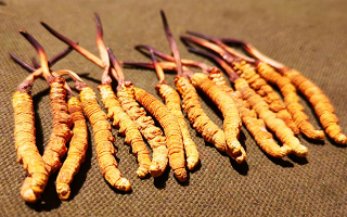 抖音上的冬蟲夏草能買嗎？謹(jǐn)慎抉擇，理性消費