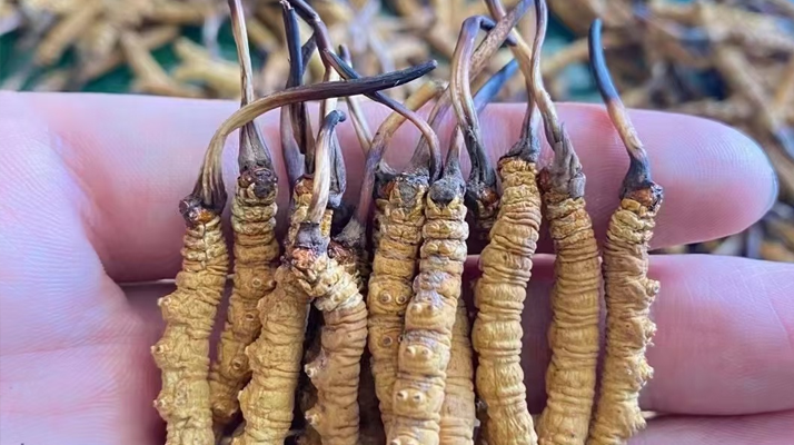 冬蟲夏草怎么辨別真假？6 個實用鑒別方法