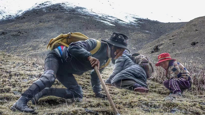 野生冬蟲夏草產(chǎn)地在哪里？核心產(chǎn)區(qū)與品質(zhì)特點解析