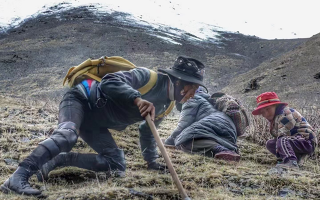 野生冬蟲(chóng)夏草產(chǎn)地在哪里？核心產(chǎn)區(qū)與品質(zhì)特點(diǎn)解析