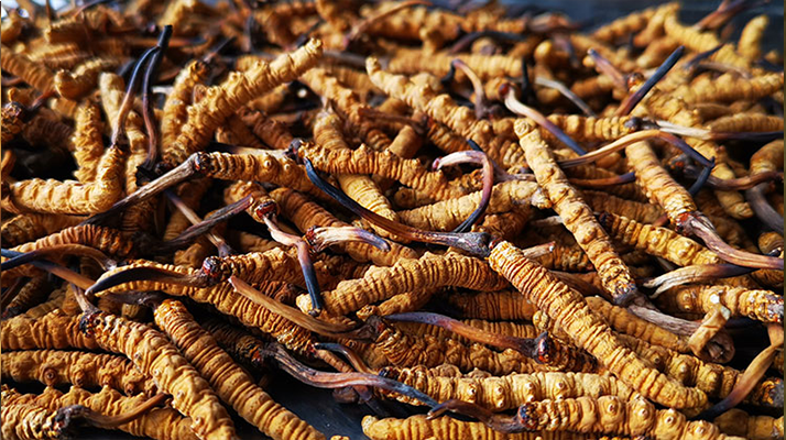 一根冬蟲夏草大概多少錢？價格背后的秘密