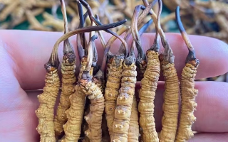 冬蟲(chóng)夏草效果有這么大嗎？客觀解析其功效與價(jià)值