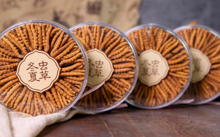 新鮮冬蟲夏草如何做酒？解鎖鮮蟲草泡酒的科學(xué)方法