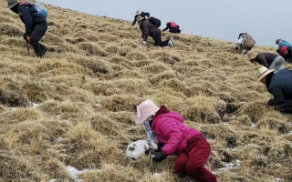 冬蟲夏草采挖看月份！4-7月各產(chǎn)區(qū)差異大，5-6月是“黃金窗口”