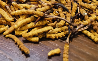 鮮冬蟲夏草并非 “制作” 而成！揭秘其天然形成與核心特性