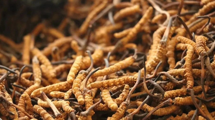 鮮冬蟲夏草有保質期嗎？儲存方式與時效全解析