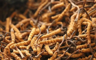 鮮冬蟲夏草有保質(zhì)期嗎？儲(chǔ)存方式與時(shí)效全解析