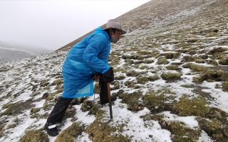 西藏挖冬蟲夏草在什么時候？產(chǎn)區(qū)與時間全攻略