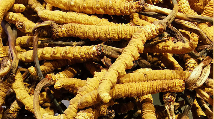 鮮<a href=http://www.jiangnongst.com/jiage/ target=_blank class=infotextkey>冬蟲夏草多少錢</a>一斤 