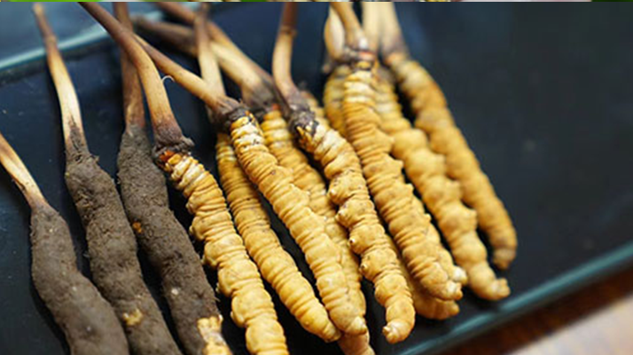 鮮冬蟲(chóng)夏草泡酒 