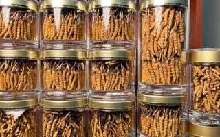 正宗冬蟲夏草能 “治” 哪些??？科學(xué)認(rèn)知其輔助調(diào)理作用