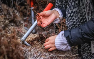 山上認(rèn)冬蟲夏草：從環(huán)境到細(xì)節(jié)，4 步避開 “偽蟲草”