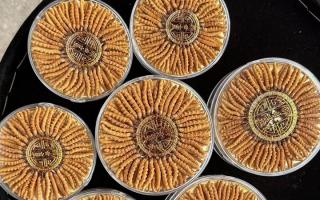 什么白酒適合泡冬蟲夏草？4 大標(biāo)準(zhǔn) + 泡制指南