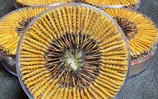 冬蟲夏草一斤價格多少？2025 年行情揭秘，差價竟達(dá)數(shù)十倍