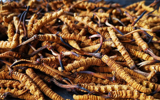 冬蟲夏草多長(zhǎng)時(shí)間形成一根？自然孕育與人工培育的周期密碼