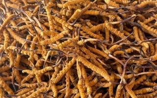 冬蟲夏草專業(yè)存放指南：這樣存，品質(zhì)不打折