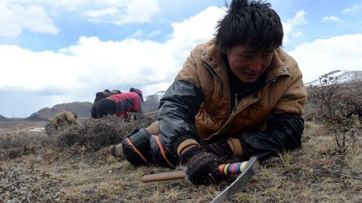 那曲<a href=http://www.jiangnongst.com/sdph/wacr/ target=_blank class=infotextkey>挖草人</a>阿旺的蟲草采摘時間表 