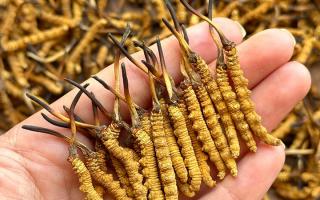 冬蟲夏草專家詳解：不同形態(tài)蟲草的保存方法與時(shí)限，避免營養(yǎng)白白流失