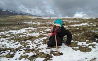 冬蟲夏草專家解讀：哪里的冬蟲夏草品質(zhì)最優(yōu)？