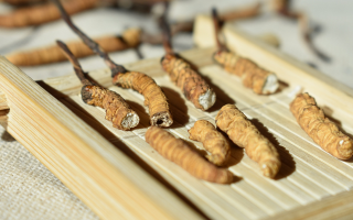 斷的冬蟲夏草一克啥價(jià)？2025 年實(shí)用行情嘮明白