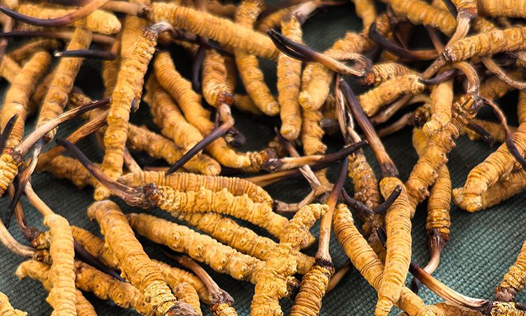 燉了二十年蟲草湯，這口感我太熟了，跟你細細說