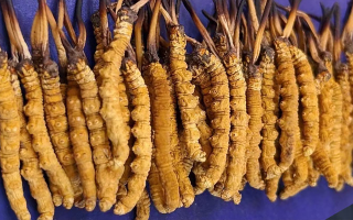 挖了三十年蟲草，這些采摘的苦，沒經(jīng)歷過的人真不懂