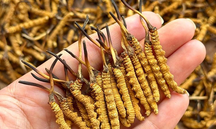 冬蟲夏草保存時(shí)長(zhǎng):專家解析關(guān)鍵影響因素與期限界定