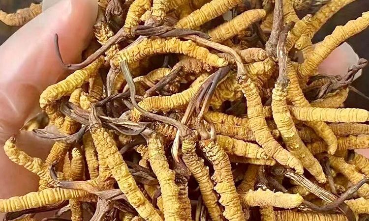 野生冬蟲(chóng)夏草：在高原草甸里生長(zhǎng)的秘密