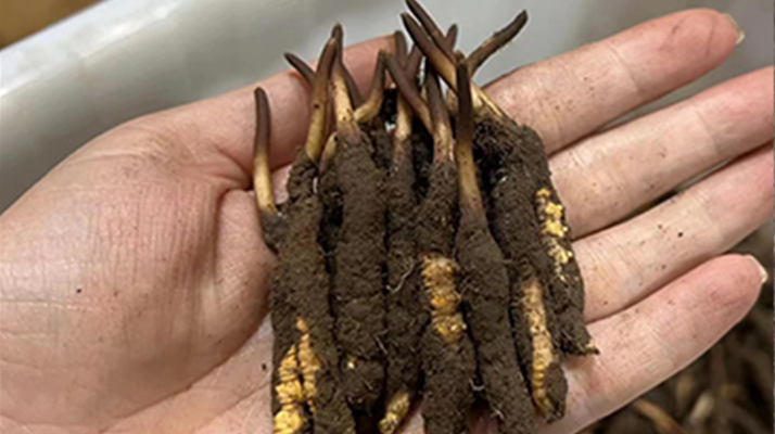 野生冬蟲(chóng)夏草能治什么病?