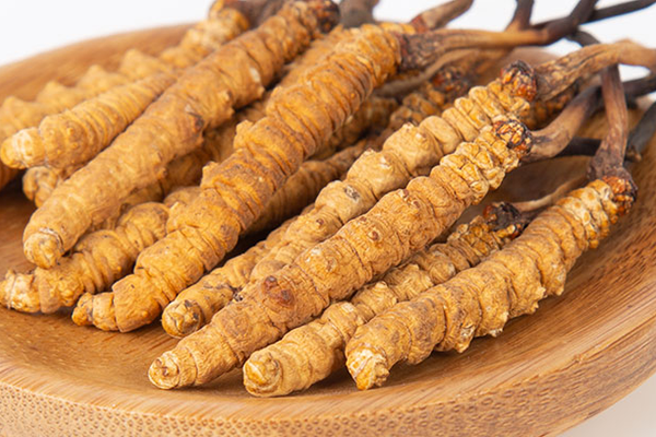  人工培育的冬蟲(chóng)夏草有哪些功效和作用？