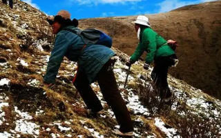  人工培育的冬蟲(chóng)夏草和野生冬蟲(chóng)夏草有什么區(qū)別？