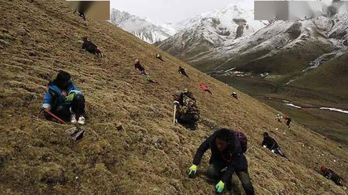 外地人能到蟲草產(chǎn)區(qū)采挖蟲草嗎？