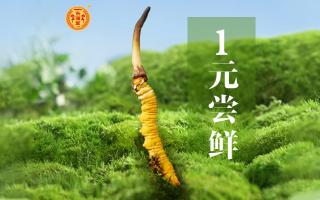 在高海拔山上怎么識(shí)別冬蟲(chóng)夏草