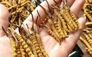 東強(qiáng)堂科普：雪山冬蟲(chóng)夏草無(wú)“葉”！那曲珍品的草頭形態(tài)藏著品質(zhì)密碼