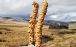  冬蟲(chóng)夏草的價(jià)值鑒定方法有哪些？