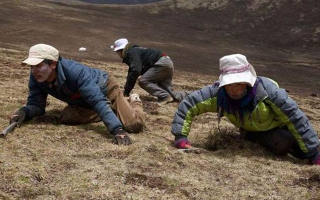 采挖冬蟲夏草危險嗎？安全嗎？