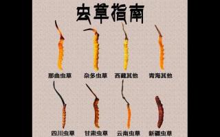 野生蟲(chóng)草和人工蟲(chóng)草的區(qū)別在哪里?哪種更值錢(qián)?