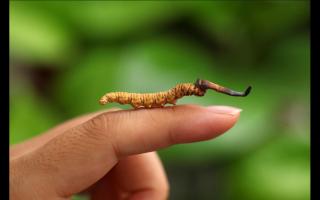 野生的冬蟲夏草長(zhǎng)啥樣子 具體形態(tài)特征